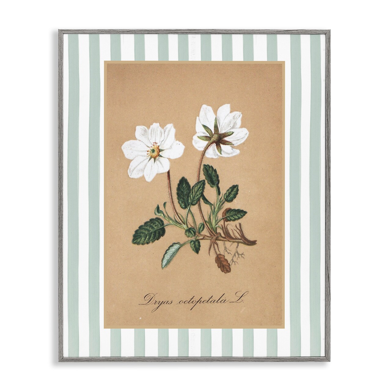 Stupell Industries White Flower Green Stripes Framed Giclee, design by Lettered and Lined